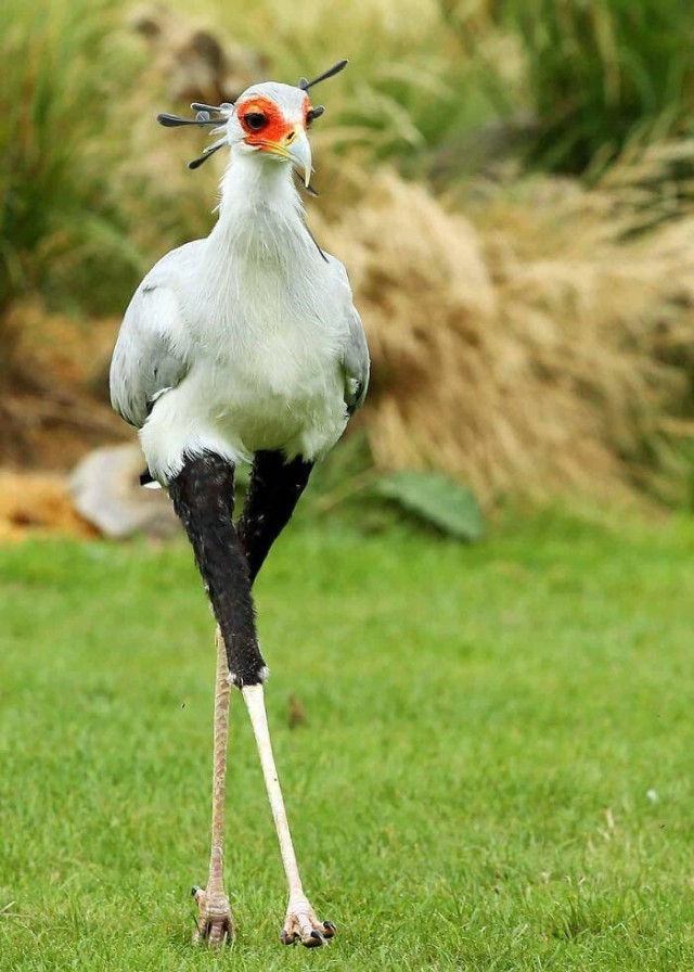 20 extraordinarily beautiful and amazing birds that you may not have even heard of - Birds, The photo, Longpost