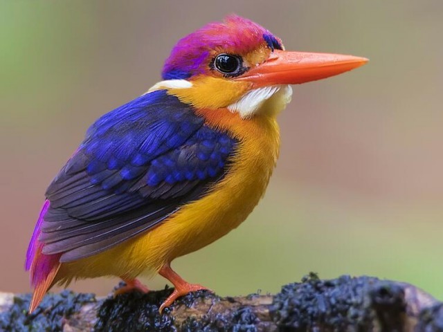 20 extraordinarily beautiful and amazing birds that you may not have even heard of - Birds, The photo, Longpost