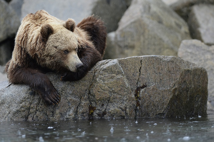 Thinker - Bear, Brown bears, Magadan Region, Sea of ??Okhotsk, Island, Wild animals, wildlife, Thinker, The Bears