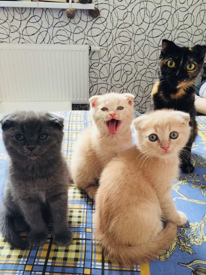 Котиков в ленту