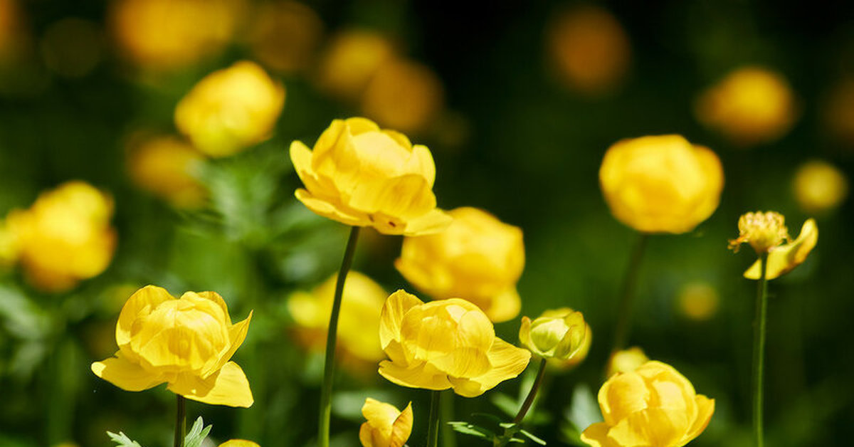 Купальница европейская. Купальница европейская (Trollius europaeus). Италмас купальница европейская. Купальница Италмас. Италмас растение Удмуртии.