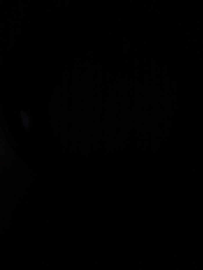 Какой вид муравья? | Пикабу