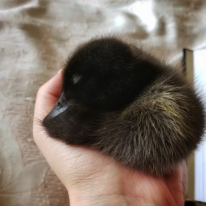 Need some advice. Duckling doesn't want to eat food - My, Ducklings, Bird watching, Сельское хозяйство, Ornithology, Vet, Veterinary, Duck