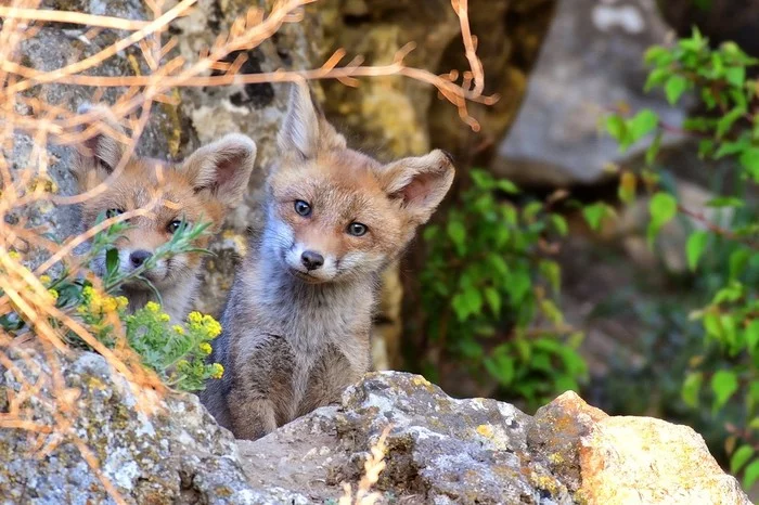 Wildlife of Crimea - Nature, Crimea, Fox, Video, Longpost, Animals, Fox cubs