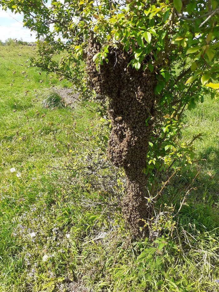 Happy Bee Day, people! - My, Bees, Positive, Longpost, Beekeeping, Swarming bees