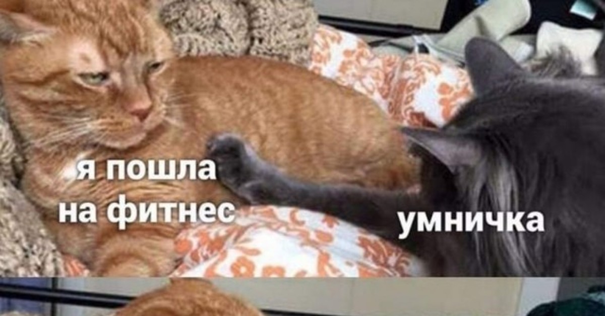 Пошла н. Кот умничка. Я на фитнес умничка коты. Кот фитнес Мем. Я пошла на фитнес умничка.