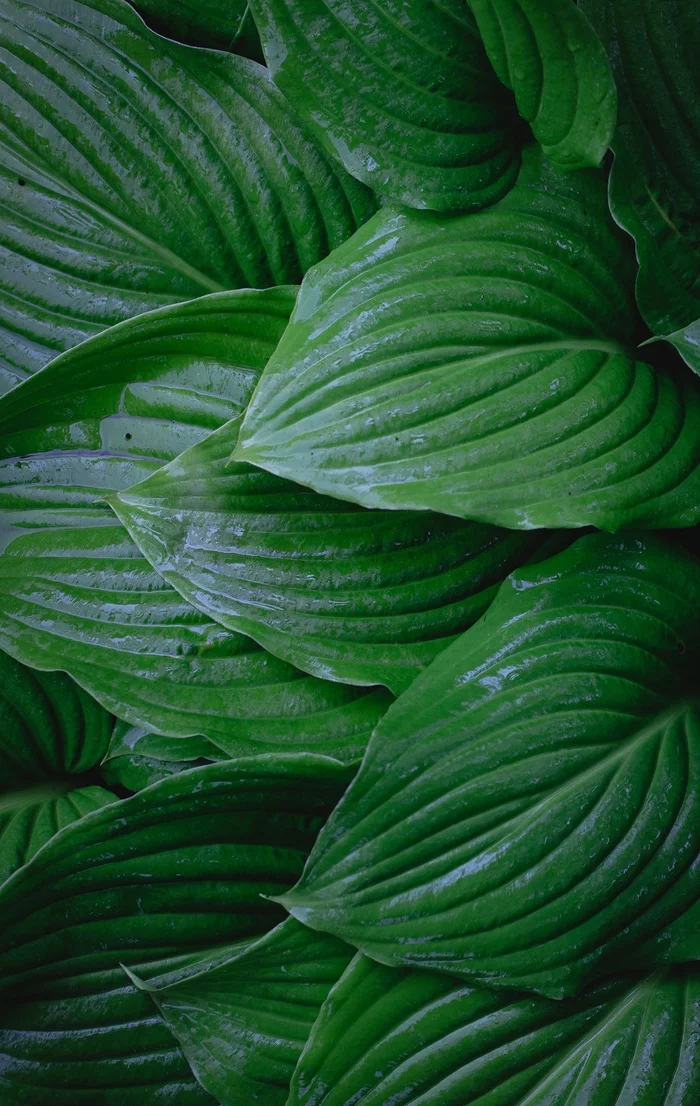 After the rain - My, The photo, Greenery, Rain, Leaves, Longpost