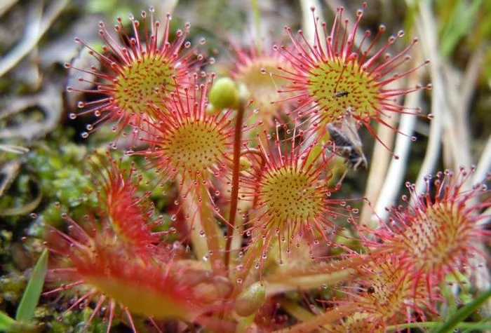 Carnivorous plants - Sundew - Carnivorous plants, Sundew, Interesting, Nature, Video, Longpost