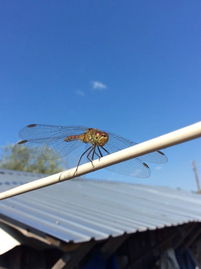 What beautiful photos of dragonflies I captured! - My, Dragonfly, Dragonfly wings, Photo of a dragonfly, Insects, Wings, Longpost