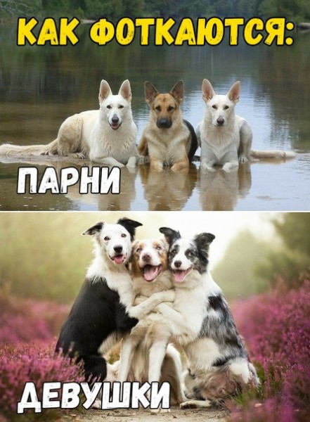 About the photo - Dog, Humor, The photo, Picture with text