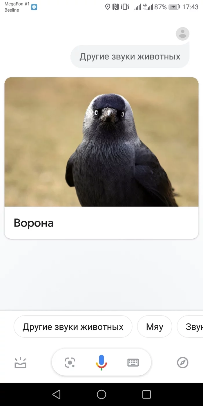 Что то не так - Галка, Ворона, Google, Скриншот