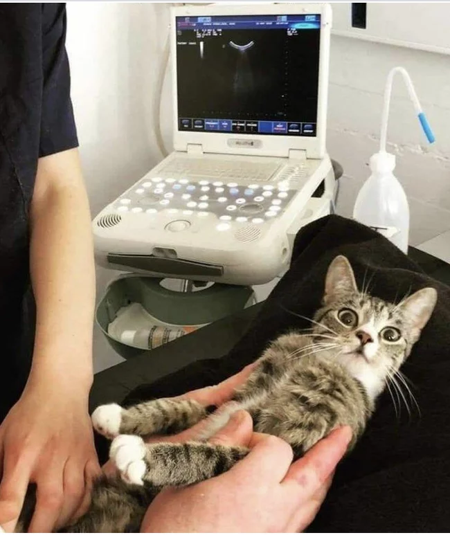 Your face when you realized you were pregnant...again - cat, Ultrasound, Pregnancy, Astonishment