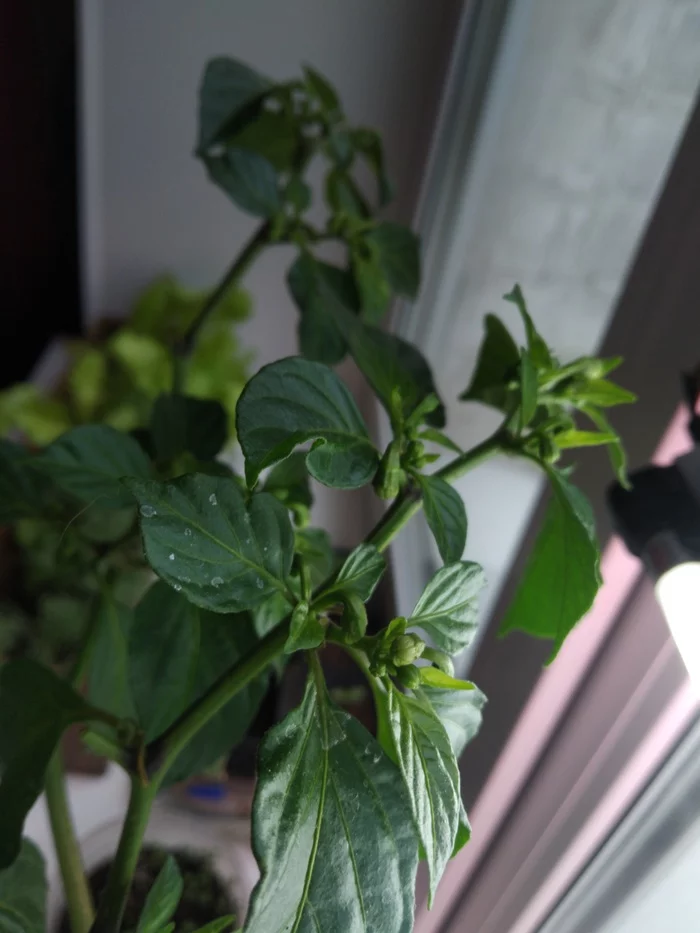 Numerous pepper inflorescences fall off - My, Hot peppers, Pepper, Spicy, Problem, Longpost