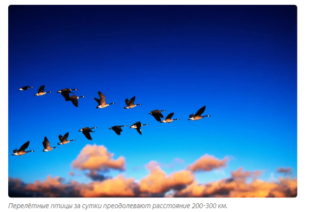 Зачем птицы летают клином? | Пикабу