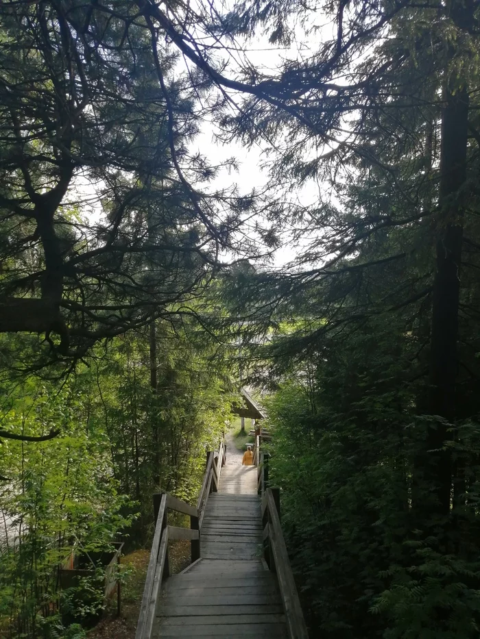 A little bit of morning beauty - My, Khanty-Mansiysk, Forest, Longpost