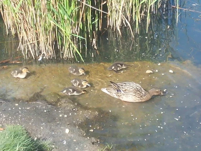 Another feeding - My, Animals, Wild animals, Ducklings, Wild ducks, Sparrow, Birds, River, Video, Longpost