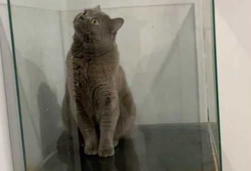 Curious cat found himself trapped in an aquarium - cat, Aquarium, Curiosity, Video, Vertical video