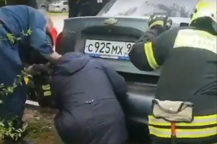 Ministry of Emergency Situations rescued Alabai, locked in the trunk for a month - Alabai, Animal Rescue, Ministry of Emergency Situations, Zelenograd, Dog, Video