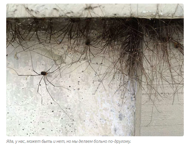 Сенокосец: Что за паук живёт в каждом деревенском туалете? | Пикабу