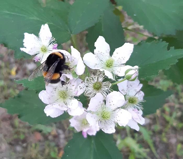 Вечерний Bombus в моём саду - Моё, Природа, Шмель