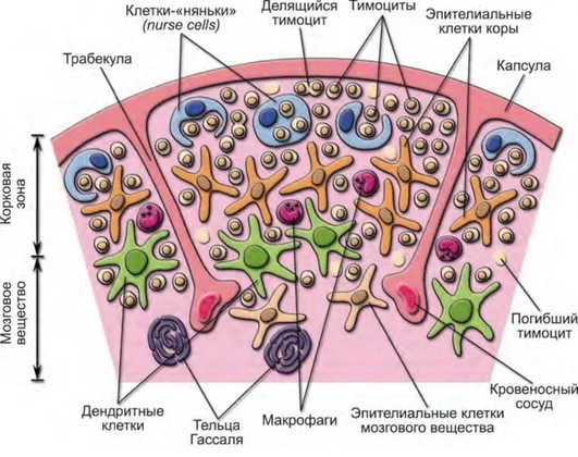 Our internal troops: how T-lymphocytes are hardened - My, Immunology, Immunity, The medicine, Biology, Video, GIF, Longpost