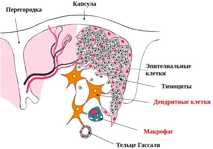 Рисунок тимуса иммунология