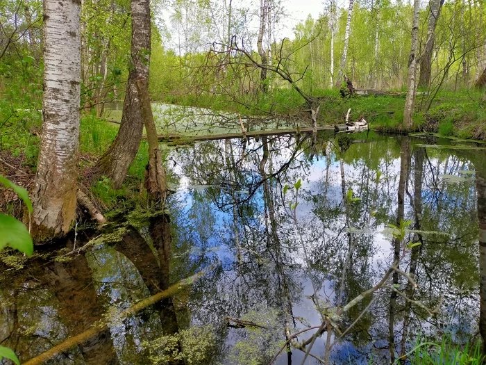 Один день на природе - Моё, Природа, Московская область, Рыбалка, Длиннопост