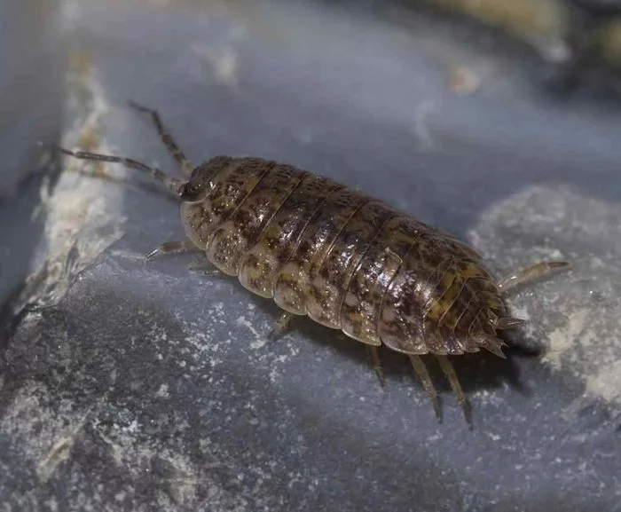 Who are woodlice, how are they dangerous and where do they get into the house? - Insects, Woodlice, Longpost