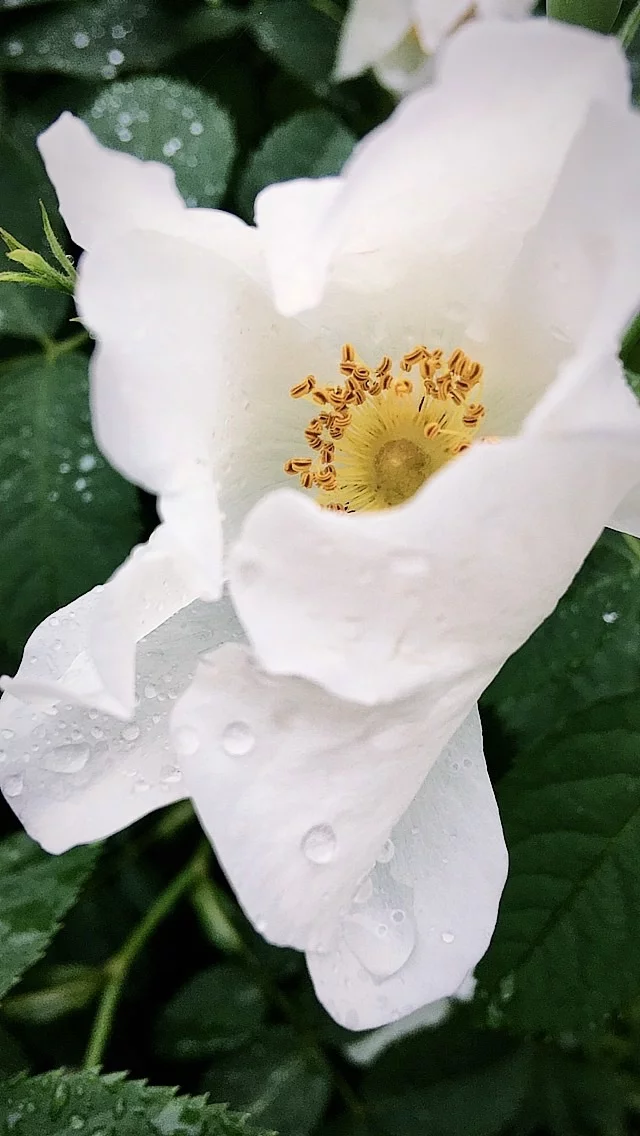 After the rain - My, The photo, Nature, Flowers