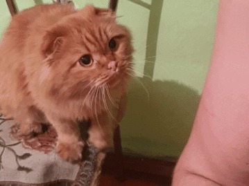 Слышь,кожаный! Дай мне едуууу! Кот, Шотландская вислоухая, Рыжие, Гифка