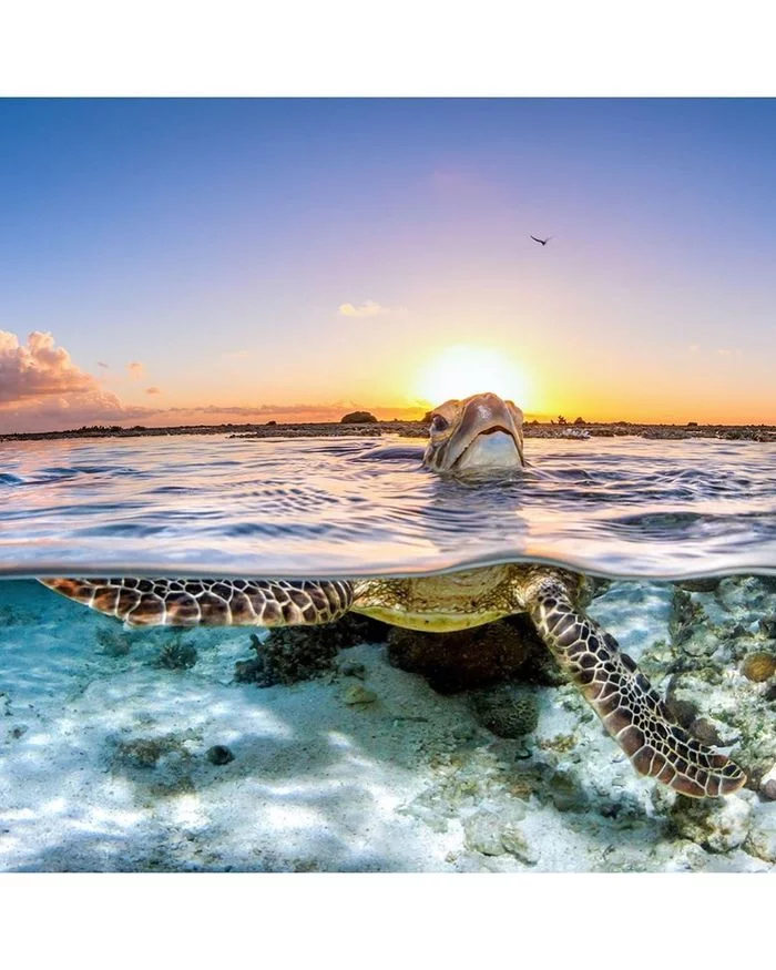 May 23 - World Turtle Day - Turtle, Ocean, Australia, International day, Great Barrier Reef, Longpost, The photo