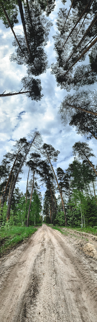 Another walk in the woods - My, Forest, Tatarstan, The photo, Nature, Longpost