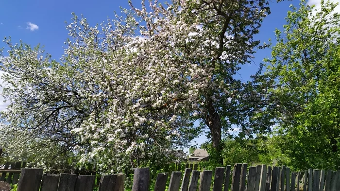 It's good in the village in summer! - Village, Dog, Pets, Apple tree, Flowers, Bloom, Garden, Tree, Video, Longpost