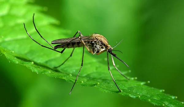 Malaria mosquitoes - how to distinguish them from ordinary ones? - Insects, Mosquitoes, Longpost, Anopheles