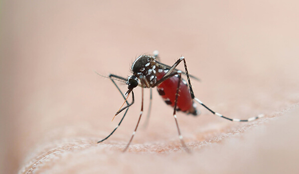 Malaria mosquitoes - how to distinguish them from ordinary ones? - Insects, Mosquitoes, Longpost, Anopheles