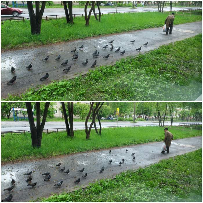 Пищевая цепочка завязалась узлом - Моё, Апокалипсис, Охота, Мемы, Голубь