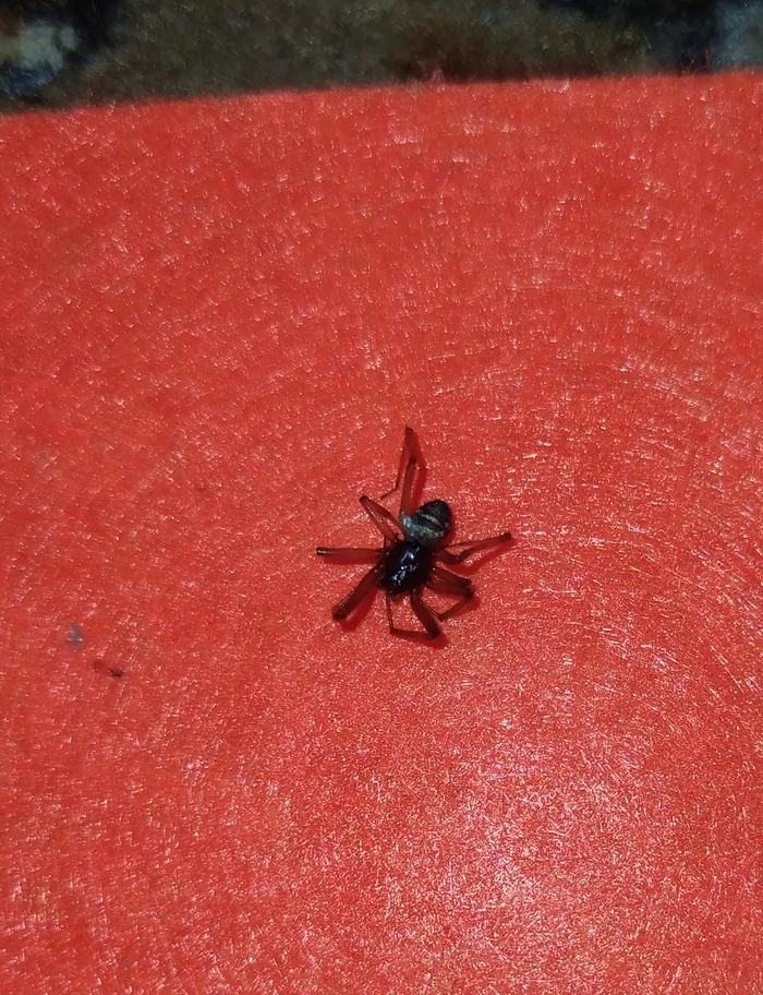 Tell me, what kind of spider is this? Ukraine - My, Spider, House, Fear