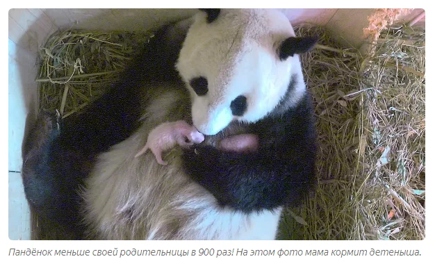 Почему новорожденные панды настолько крошечные? Панда, Животные, Детеныш, Книга животных, Яндекс Дзен, Длиннопост Почему новорожденные панды настолько крошечные? Панда, Животные, Детеныш, Книга животных, Яндекс Дзен, Длиннопост
