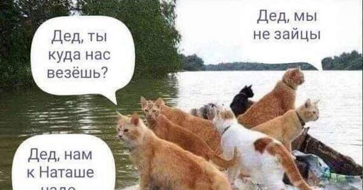 Наташа куда. Дед Мазай и коты. Наташа и котэ. Дед нам к Наташе надо. Кот в лодке.