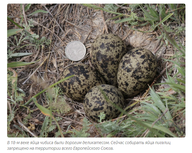 Lapwing: A bird that can give itself an enema - Lapwing, Birds, Animals, Yandex Zen, Longpost