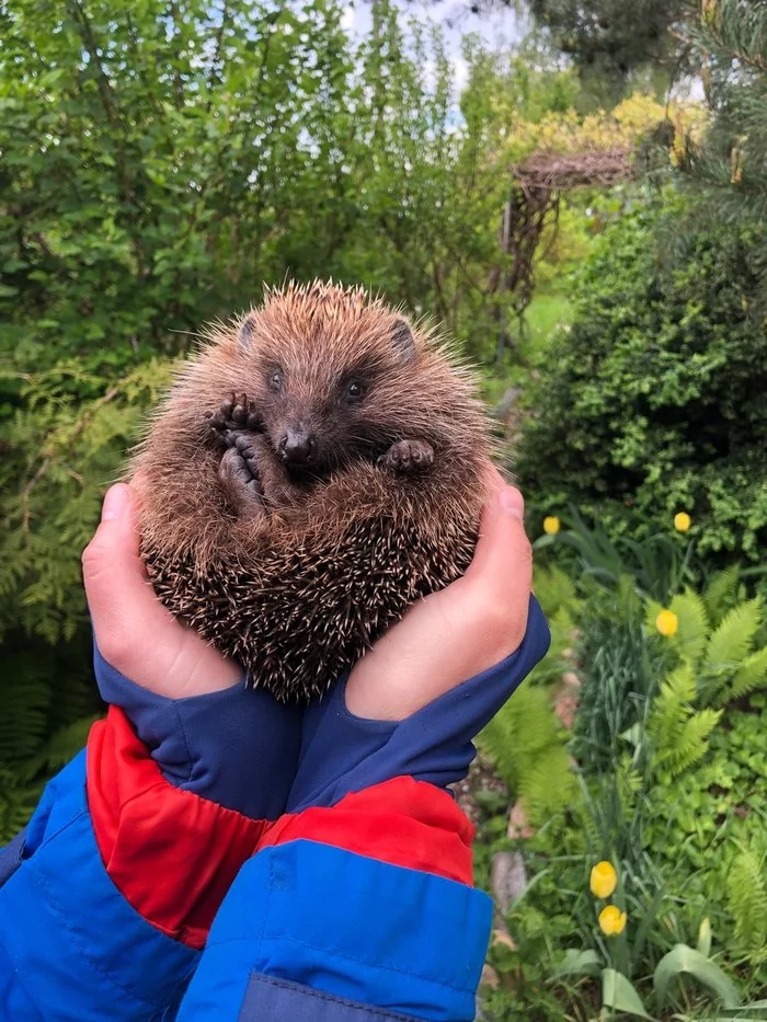 Hello :) - My, Hedgehog, Nature, The photo