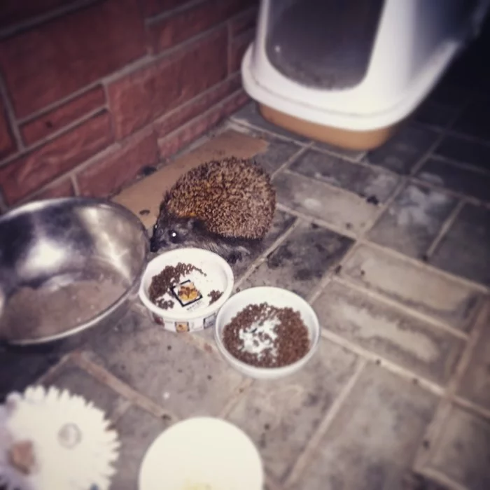 On the wave about hedgehogs - My, Hedgehog, Pets, Guests, Longpost