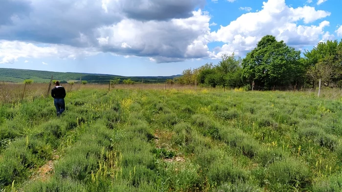 It's nice to be in the countryside in summer... - My, Photo on sneaker, Novorossiysk, Strawberry (plant), Lavender, Longpost