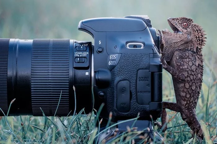 Smile! - Images, From the network, Camera, Animals, Lizard