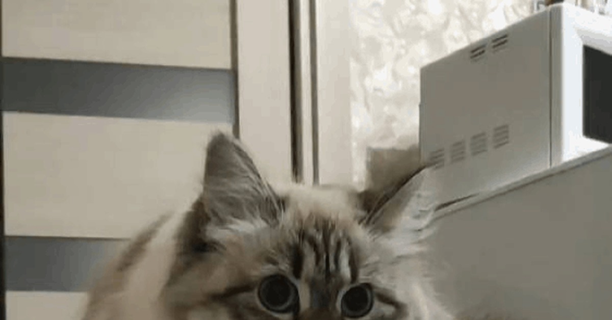 Sweet beggar - My, cat, Milota, Pets, Neva Masquerade, GIF