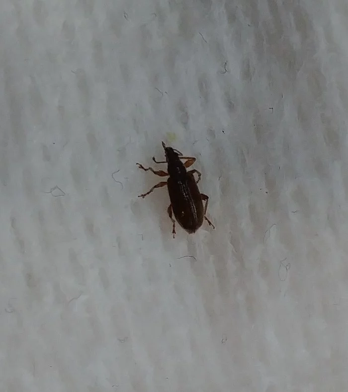 Help me understand, please, what kind of beetle? - My, Cockroaches, Insect control