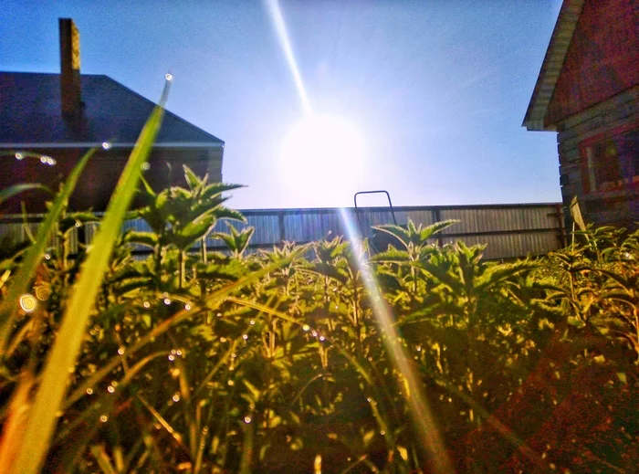 Morning - My, Summer, Greenery, Nettle