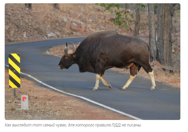 Gaur: Aggressive mountain of lean muscle. Eats dirt, breaks tigers, hates people - Bull, Animals, Animal book, Yandex Zen, Longpost