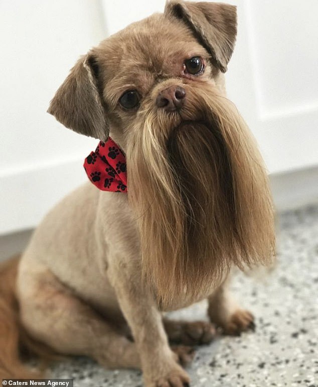 Wise dog - Dog, Beard