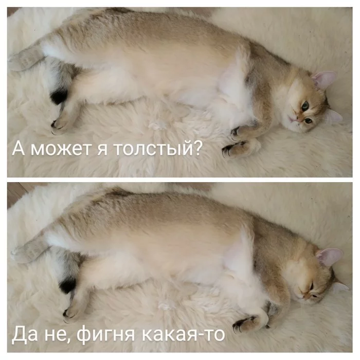 Batoshenka - My, British cat, Milota, Tail, cat